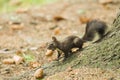 Red squirrel carrying a nut