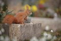 Red squirrel in a cemetery