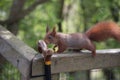Red squirrel checking out walking stick. Royalty Free Stock Photo