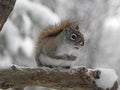 Red Squirrel during snowstorm waits for food