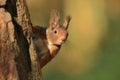 Red squirrel climbing an old tree and looking curiously straight into the camera. Wildlife in october forest. Sciurus vulgaris. Royalty Free Stock Photo