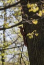 Red squirrel climbing on a tree, looking to the camera Royalty Free Stock Photo