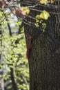 Red squirrel climbing on a tree, looking to the camera Royalty Free Stock Photo