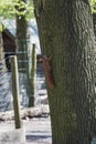 Red squirrel climbing on a tree, looking to the camera Royalty Free Stock Photo