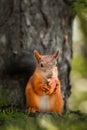 Red Squirrel climbing up in a tree Royalty Free Stock Photo
