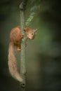 Red Squirrel climbing.