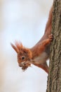 Red squirrel climbs down the tree