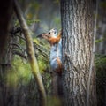 Red squirrel climbs a tree in the forest on a green background. Grey orange fur. A small rodent with fluffy tail. Spring Royalty Free Stock Photo