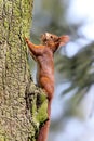 Red squirrel climbs a tree