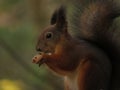 Red squirrel Close-up eating a hazelnut with muted green and brown background. Royalty Free Stock Photo