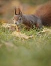 A red squirrel close up