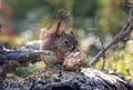 Red squirrel close-up