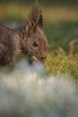 Red squirrel closeup in Spring