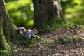 Red squirrel Royalty Free Stock Photo