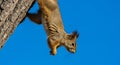 Red Squirrel Descending Tree Trunk Against Bright Blue Sky Royalty Free Stock Photo