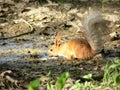 Red squirrel drinking water