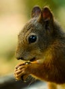 Red squirrel with a drop of water on the paw