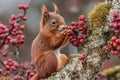 Red Squirrel Eating Berries on Mossy Branch Royalty Free Stock Photo