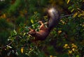 Squirrel eating berries on a tree Royalty Free Stock Photo