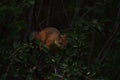 Squirrel eating berries on a tree Royalty Free Stock Photo