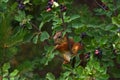 Squirrel eating berries on a tree Royalty Free Stock Photo