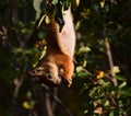 Squirrel eating berries on a tree upside down Royalty Free Stock Photo