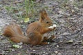 Red squirrel eating bread in the park Royalty Free Stock Photo