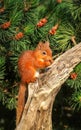 Red Squirrel eating a hazelnut Royalty Free Stock Photo