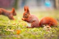 Red squirrel eating hazelnut