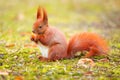Red squirrel eating hazelnut