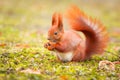 Red squirrel eating hazelnut