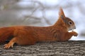 Red Squirrel Royalty Free Stock Photo