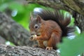Red Squirrel Royalty Free Stock Photo