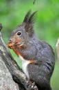 Red Squirrel Royalty Free Stock Photo