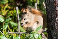 Red Squirrel