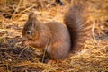 A red squirrel eating a nut