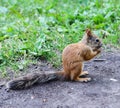 Red squirrel eating a nut on the path in the park Royalty Free Stock Photo