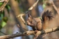 Red squirrel eating a nut on a tree branch wth his mouth open. Royalty Free Stock Photo