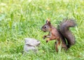 Red squirrel eating nuts from bag in grass Royalty Free Stock Photo