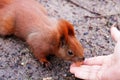 Red squirrel eating nuts from the hand of a tourist