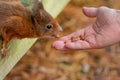 Red squirrel eating nuts from a ladies hand