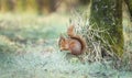 Red Squirrel eating nuts on a rock in the forest surrounding Royalty Free Stock Photo