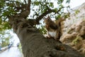 Red squirrel eating in the park Royalty Free Stock Photo