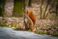 Red squirrel Royalty Free Stock Photo