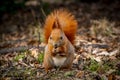 Red squirrel Royalty Free Stock Photo