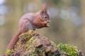 Red squirrel eating Royalty Free Stock Photo