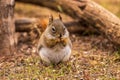 Red Squirrel eating a seed on the ground Royalty Free Stock Photo
