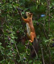 Squirrel eating berries on a tree in the garden Royalty Free Stock Photo