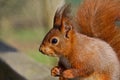 Red Squirrel Eating A Snack