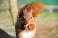 Red Squirrel Eating A Snack